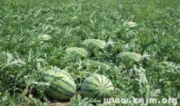 梦见吃弧瓜,弧瓜美食之旅