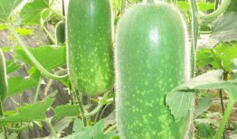 吃瓜组的瓜保真吗,真相与谣言的较量