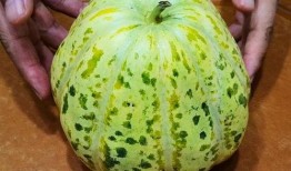 这个季节没瓜吃,无瓜不欢——探寻当季瓜果盛宴”