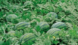 临沭红石湖吃瓜,夏日消暑吃瓜胜地，尽享田园风光与清凉美味