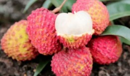 裂口瓜可以吃吗,能否放心食用，揭秘裂口瓜的安全性