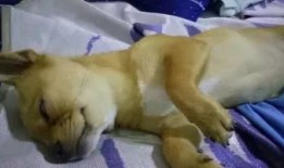 带你吃瓜奇葩狗子,那些让人捧腹大笑的“奇葩狗子”瞬间