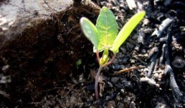 息肉切后可以吃凉瓜吗,凉瓜食用指南