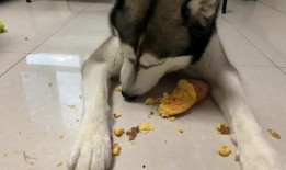 哈士奇可以吃土瓜吗,营养与安全的探讨
