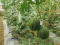 从哪里吃瓜最快,从哪里吃瓜最快，轻松掌握夏日消暑新潮流