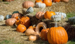 都来瓦窑吃瓜,共享夏日清凉瓜果盛宴