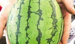 南阳最近吃瓜事件,一场网络热议背后的真相探寻