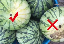 吃一口瓜州银蒂瓜,一口咬下，甜蜜满溢的瓜州特色