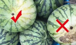 吃一口瓜州银蒂瓜,一口咬下，甜蜜满溢的瓜州特色