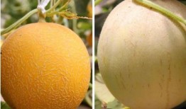 这个季节没瓜吃,无瓜不欢——探寻当季瓜果盛宴”