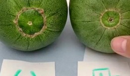 吃瓜基础知识大全,吃瓜基础知识大全解析