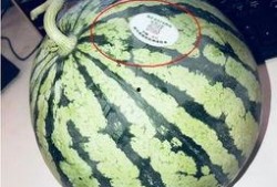 南汇吃瓜事件,一场网络热议背后的真相揭秘