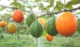 怎么吃吊瓜怎么吃,吊瓜怎么吃，营养美味两不误