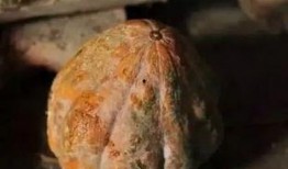 吃向阳瓜能致癌吗,真相与误区解析”