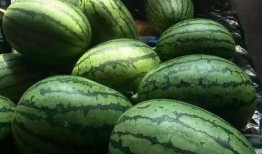 光遇里面的吃瓜,瓜田里的奇幻冒险之旅