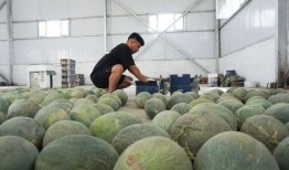 古瓜如何吃,探寻传统美食的魅力