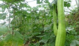 冬天砍瓜怎么吃