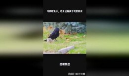 乌鸦吃瓜的方法,智慧食趣的生态演绎