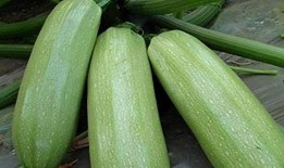 海南瓜菜吃叶子瓜怎么吃,瓜菜叶子的多样美味吃法探索
