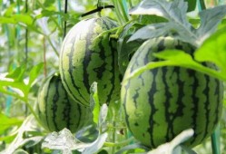 吃瓜中心今日吃瓜首页,揭秘娱乐圈最新热点事件