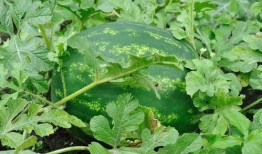 吃瓜的危害图片,警惕这些危害你的健康隐患