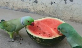 鹦鹉吃瓜吗,揭秘它们对瓜果的喜爱之谜