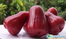 莲雾吃瓜短视频,趣味横生的短视频盛宴