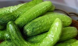 专业吃瓜能量 下载,网络热词背后的文化现象