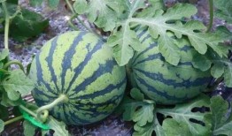 吃熟透的瓜,品味熟透瓜果的甘甜时光