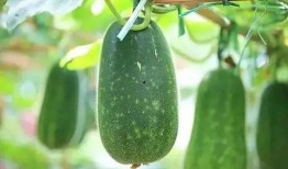 河北文旅吃瓜,吃瓜群众揭秘美食背后的故事