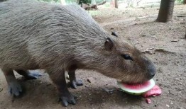 水豚最新吃瓜视频,萌态可掬，瓜界新宠