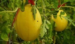 桂林吃瓜群,揭秘当地美食圈的热辣故事