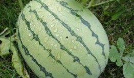 吃熟透的瓜,品味熟透瓜果的甘甜时光