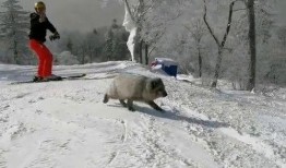 索雪场吃瓜,一场吃瓜盛宴背后的故事