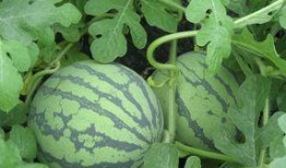 绿叶瓜孕妇可以吃吗