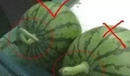 夏天吃瓜技巧,瓜果飘香，轻松掌握吃瓜技巧