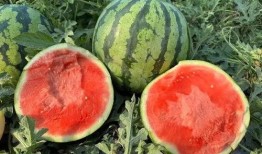 吃坏掉的瓜,揭秘吃坏瓜的惊悚经历