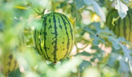 吃瓜地址2,一场网络热议背后的真相与反思