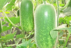 吃瓜党必看辨别方法,辨别真相的独家秘籍