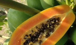 树瓜煮吃,探寻民间美食的独特魅力