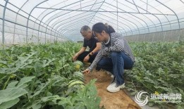 夏天吃小吊瓜,小吊瓜的清凉之旅