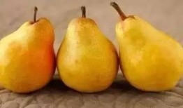 吸蜜可以吃瓜嘛