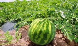 南北cp的吃瓜互动,吃瓜群众纷纷围观