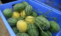 襄阳吃瓜群,揭秘当地美食文化圈