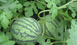 优秀人各种吃瓜,揭秘优秀人物的“吃瓜”智慧