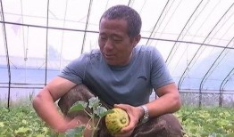 在年代吃瓜致富,揭秘吃瓜致富的传奇故事