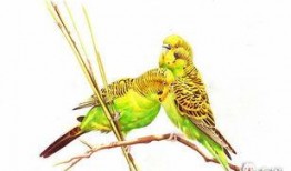 虎皮鹦鹉吃八月瓜好吗,虎皮鹦鹉食用八月瓜的适宜性探讨