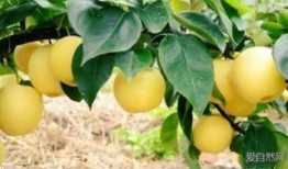 齐河县吃瓜,瓜香四溢，品味民俗风情