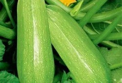 索拉和同学吃瓜,吃瓜畅谈校园趣事