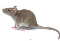 老鼠吃瓜事件图片真实,老鼠偷吃瓜引发网友热议